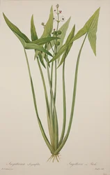 Sagittaria, grabado por Langlois